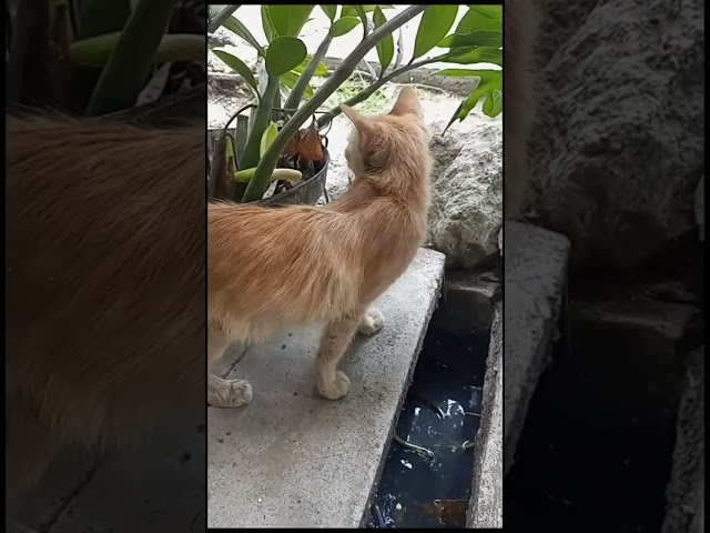 cat lovers #cat #catfunny #funny #catvideos #catshorts
