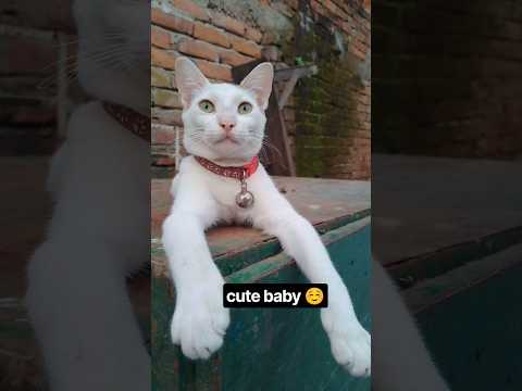 funny Cat's ❤️#shorts #viralvideo #catvideos