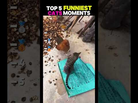 The last one is so cute ???? #cat #cutecats #funny #catvideos #funnycats