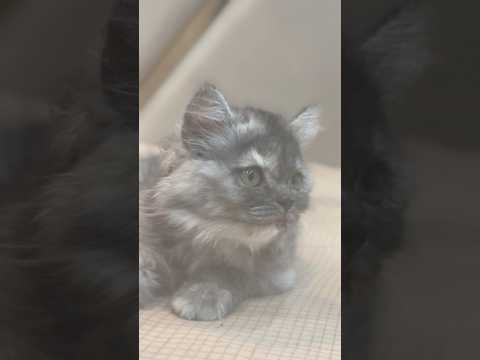 #cat #ytstudio #pets #catfacts#catshorts#catvideoes#cutecat#cute#funnycats#funny# #kitty #mycat #kit