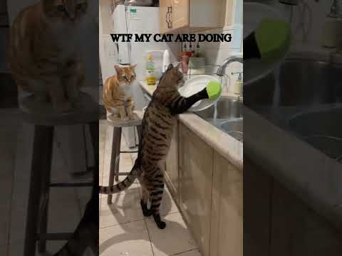 CATS WASHING DISHES #cats #funnycatvideos #shorts #catskittens