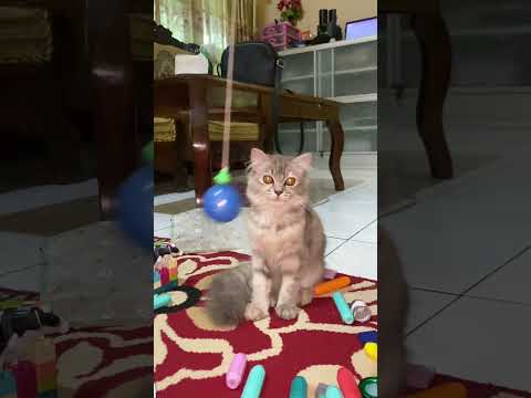 #cat #kucinglucubandung #catlife #cats #catshorts #cute #kitten #catvideos #cutecat #funny #kitty