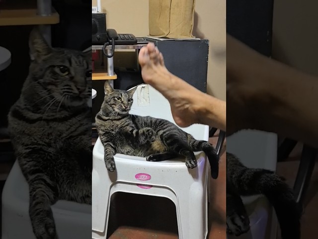 Pusa galit sa paa ng tao! #funny #cat #shortvideo #viral #fyp #shortsfeed #furbaby #catvideos