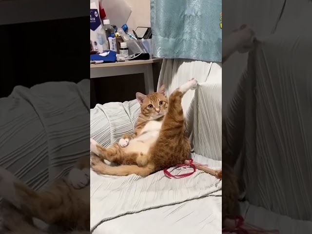 Funny Cats #funnyanimals #funnycats#funnycatvideos #hilariouscats #crazycats #sillycats #short