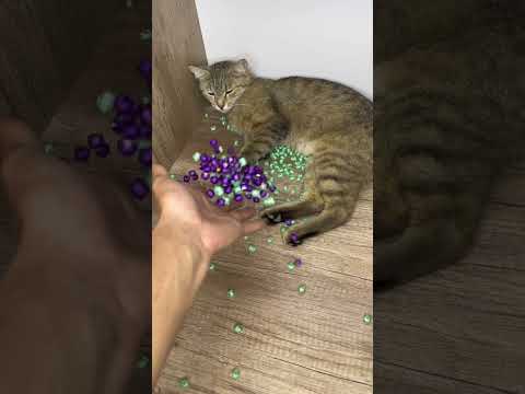 Funny cat ???? #cat #marblesrace #catvideos #funny #funnycats #kitten #cats #shorts #mrbeast #cute