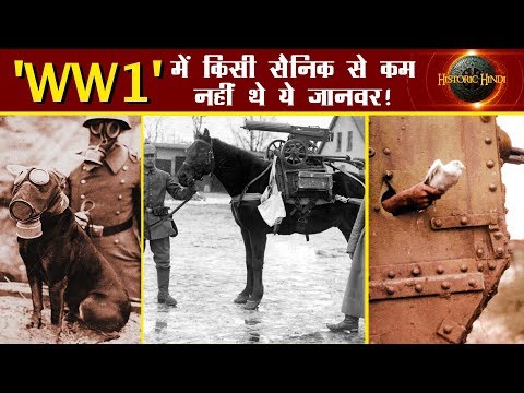 प्रथम विश्व युद्ध में किसी सैनिक से कम नहीं थे ये जानवर! | Important Role of Animals During WW1