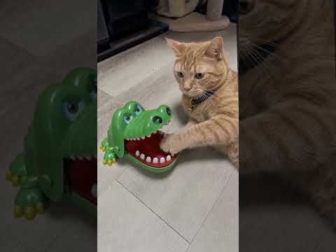 funny cat videos #cat #funny