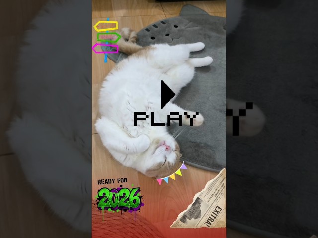 funny cat videos shorts (Sleeping soundly when close to Dad.)