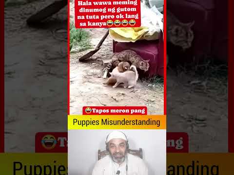 Cat Funny Reaction During Feeding To Puppies #cutepuppies #funnycat #feedingmilk #puppiesfeeding