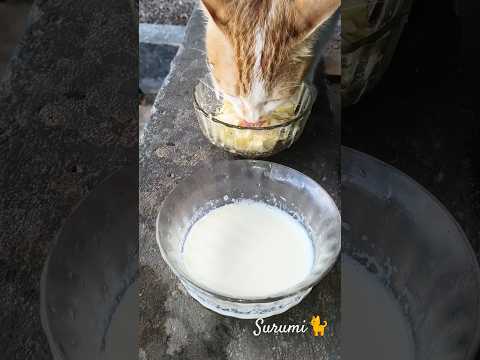 കഴിക്കൂ...സുറുമി... ???????? #new #cat #catvideos #funny #catvideos #youtubeshorts