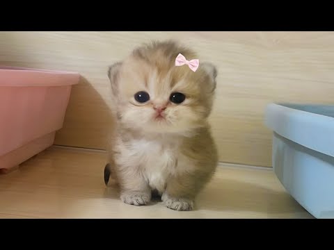 10 Minutes of the Worlds CUTEST Kittens! 