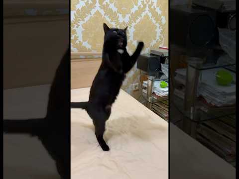 These cats are too funny | New cats videos