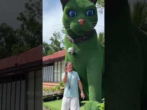 This cat is really alive! ???? #funny #cats #catvideos #tiktok #social #usafunny #catlovers #funpage