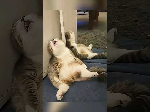 funny cat videos ???????????????? #funny #cat #video #shortsfeed #shorts #trending #viral