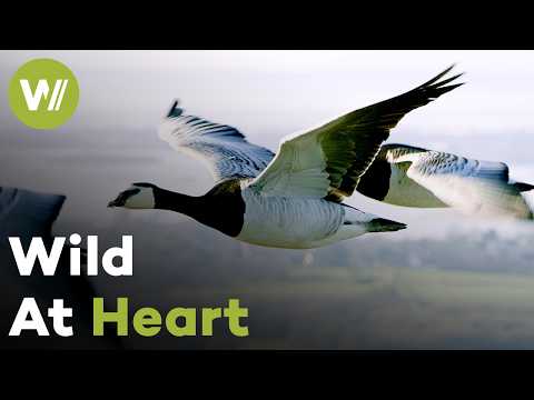 Geese: The Wild Minds Behind the Migration | Full Documentary