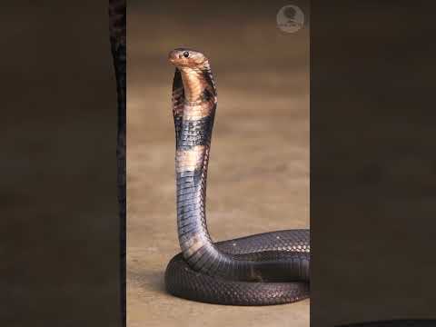 The soldier fed the snake, and later it saved his life