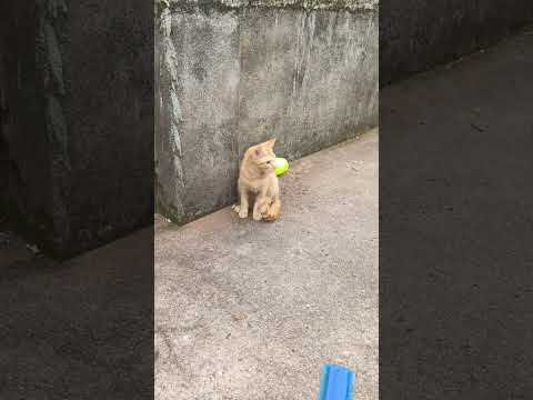 cat videos#funny cat ???????? #fypシ
