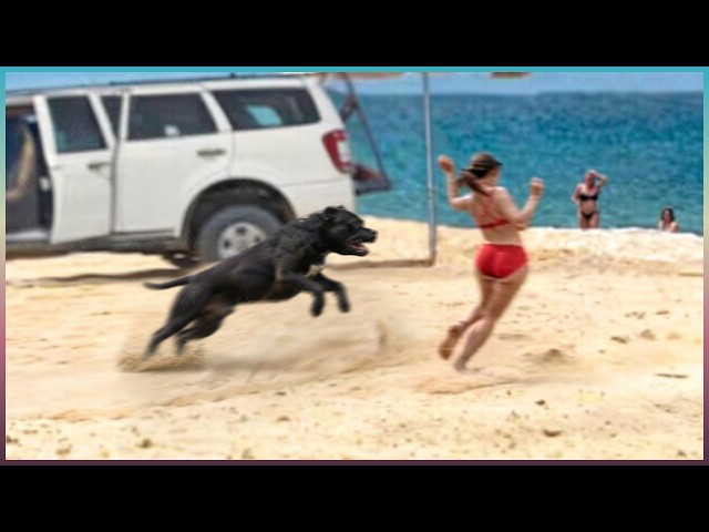 People Who Messed With the Wrong Guard Dogs