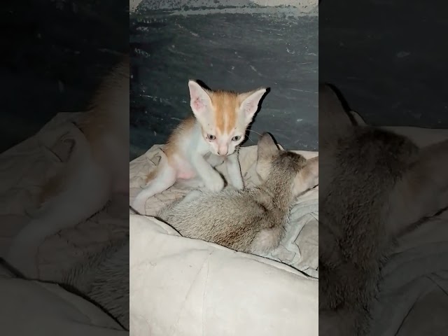 আল্লাহর এই দুনিয়ায় সবকিছু আছে আমার ???? #catvideos #trending #viral #funny #cat #video
