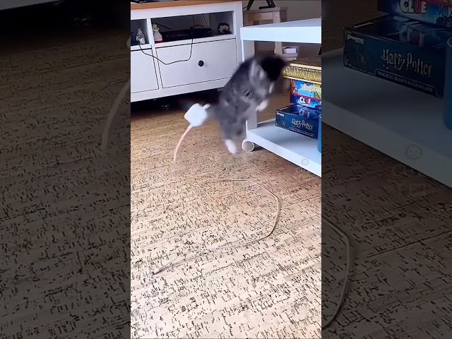 Cute cat dance???? #reels #cat #catvideos #funnycatvideos #shorts #trendingshorts #ytcat #funny #cute