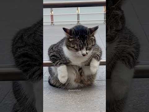 Cats being cats ???????? #funny #catvideos #catshorts #cat