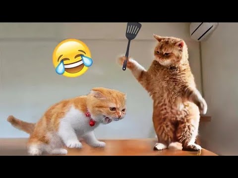 funny cat videos | funny cat videos compilation part-2 | #funny #cat #video #part2