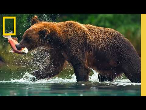 ???? LIVE: Exploring America's National Parks | Earth Month LIVESTREAM | National Geographic