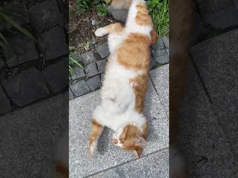 #cat #kedivideoları #keşfet #turkishcat #cute #prettycat #funny #catvideos #pets #cutecat #kitten