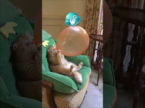 ???? Funny cat videos | cute cats | Try not to laugh | Cat videos Compilation #shorts ????