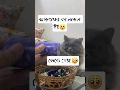 আড়ংয়ের ক্যানডেল টা!????#shorts #funny #catvideos #cat #shortsfeed #ytshorts #viral #trending