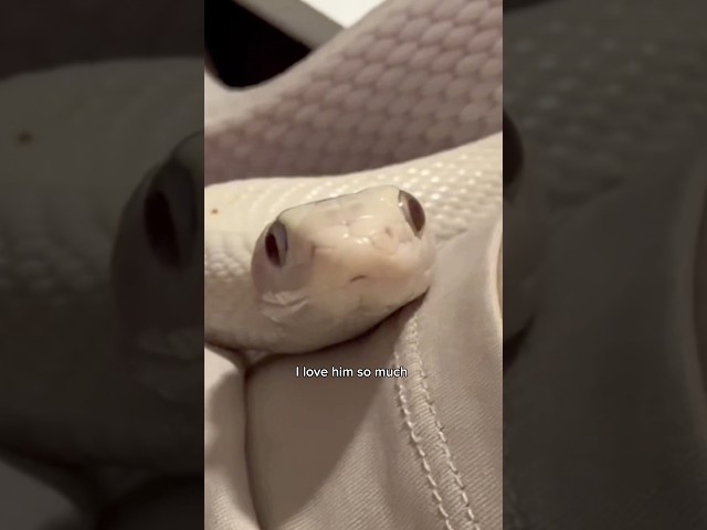 Carpet Turns Tofu Evil #snake #pets #animals #reptiles #cuteanimals