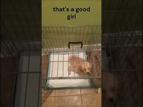 Poodle Potty Training - Pee Pee Doo Doo - Potty Training Puppy Apartment