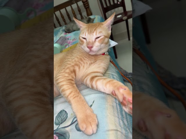 Funny cats videos #shorts #short #youtubeshorts #viral #viralvideo #ytshorts #youtube #trending #yt
