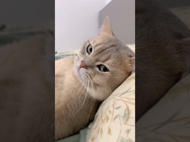Funny Cat Videos ???? #funny #cat #funnycatshorts  #catvideos