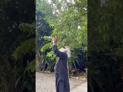 Sadhguru Relishes Fresh Guava In Nepal