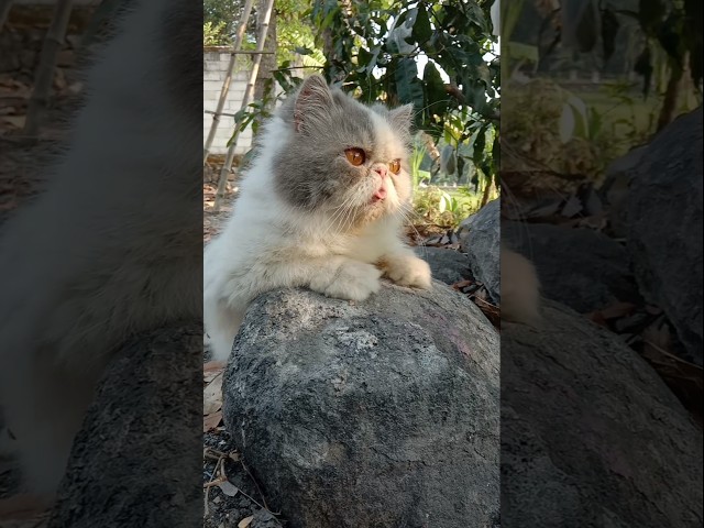 Funny Cat Videos ???? Cute cat antics (8)
