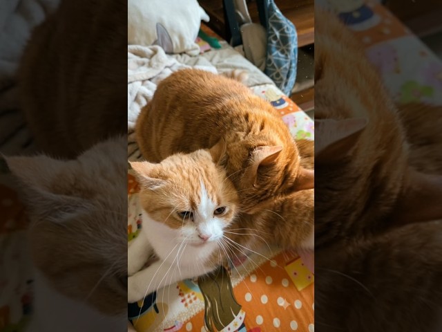 Funny cat videos shorts (Bit the grandchild on the neck.)