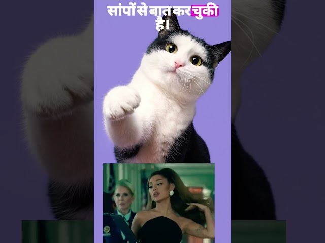 funny cat moments ????#cat #catvideos #shorts #viralshorts #ytshorts ##thecatroutine
