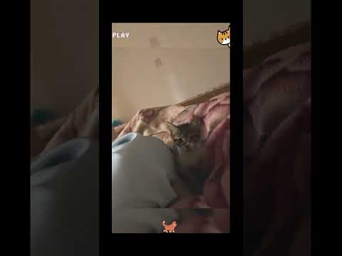 16.#funny #cat #pet #catcat #catshorts #funnycats #catvideos #foryou #fyp #fypシ゚viral #fypyoutube