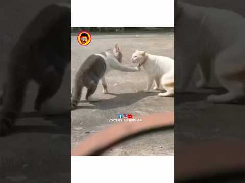 Funny cat videos in Telugu 