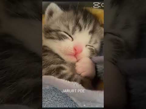 #cat #funny #catvideos #animals #unfrezzmyaccount #pets #catfunnyreels #funnyanimals #catfunnyvideo