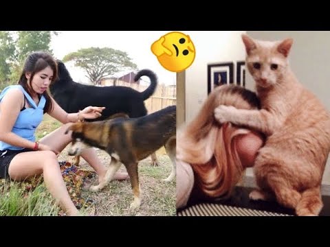 Funniest Cats And Dogs Videos 