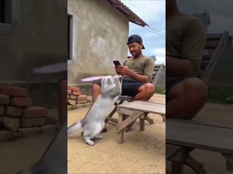 funny cat videos try not to laugh ???? #cat #shorts
