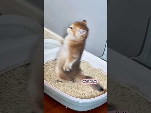 Cute cat dance ???? #reels #cat #catvideos #funnycatvideos #shorts #trendingshorts #ytcat #funny #cute