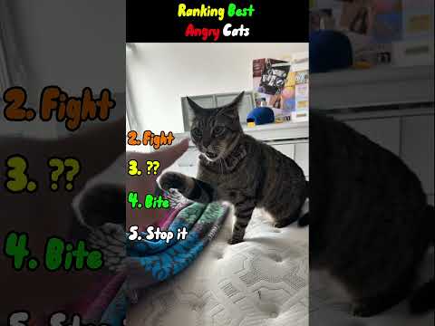Angry Cats ???? #cats #funnyshorts #angrycat #funnycatvideos #ranking