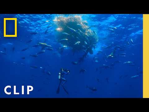 Bertie Gregory's Surprise Whale Encounter | Hammerhead Sharks Up Close | National Geographic