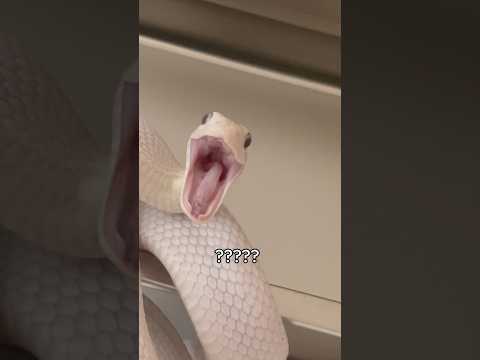 My Snake Tofu Malfunctioned Today #snake #reptiles #animals #pets #silly