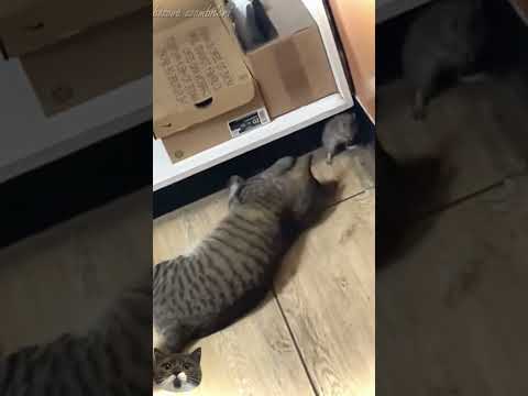 Funny Cat videos #3 #meowing #memes #cute