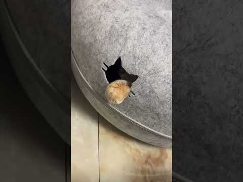 Funny Cat Videos????#viral#fyp#cutectas#funnycats 