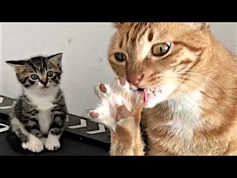 Funny Cats Videos 2024